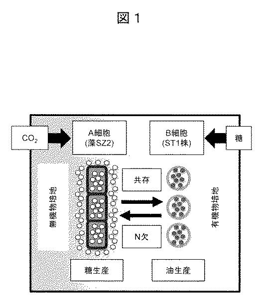 6603305-混合液混合種培養によるバイオ燃料生産技術 図000005