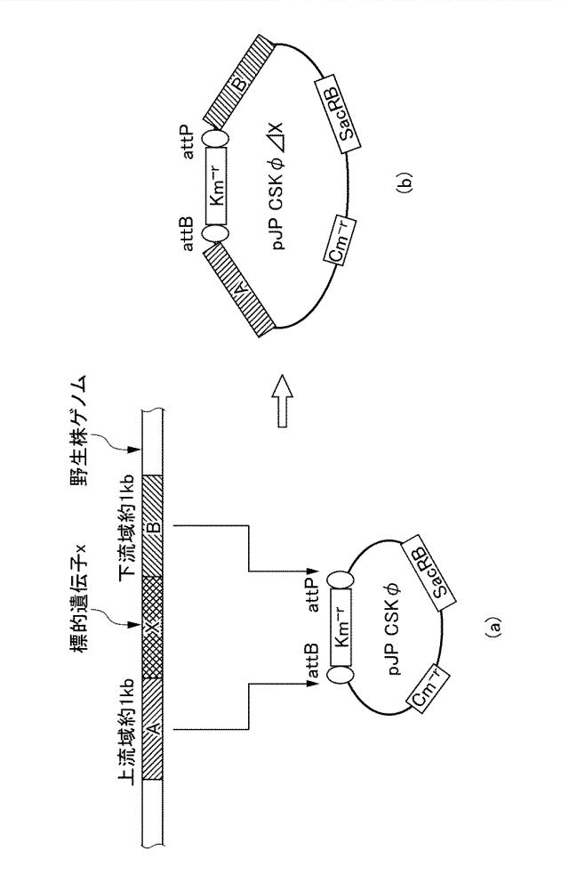 6611305-除去標的ＤＮＡの除去方法、ＤＮＡカセット、及び発現ベクター 図000005