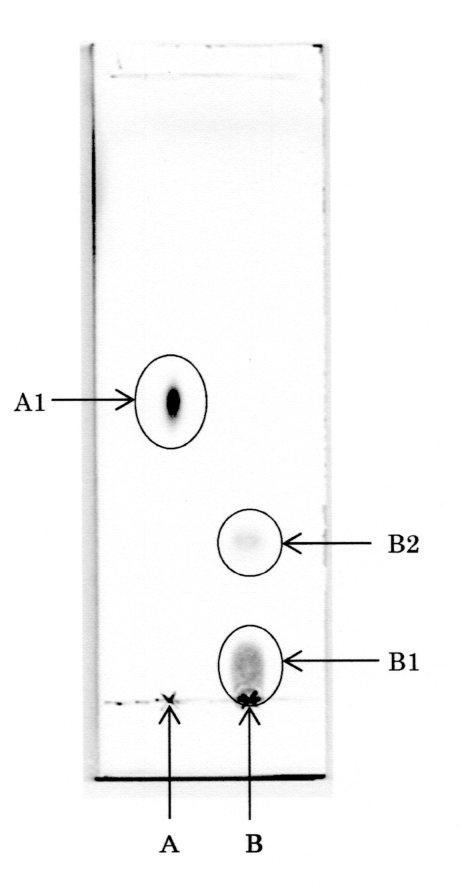 6619548-化粧料 図000005