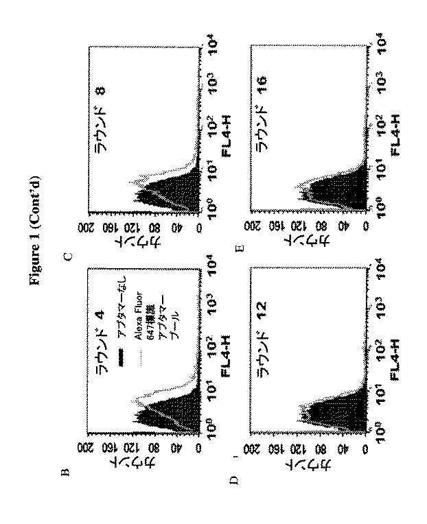 6702938-アンタゴニストＩＣ  ＣＴＬＡ−４アプタマー及びその免疫活性増強への応用 図000005
