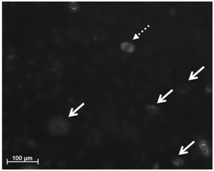 6822837-膵内分泌細胞及びその製造方法、並びに分化転換剤 図000005