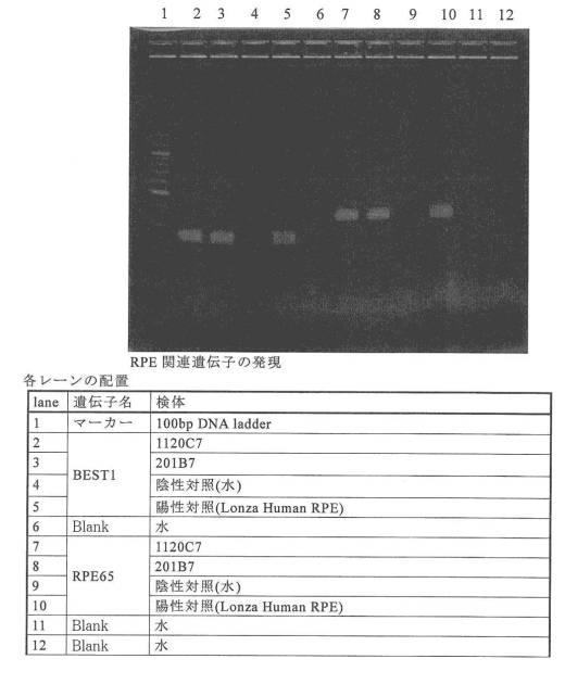 6850456-網膜色素上皮細胞の純化方法 図000005