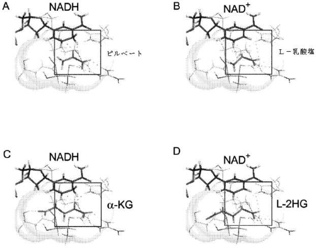 6953305-Ｌ−２−ヒドロキシグルタル酸及びストレス誘発性代謝 図000005