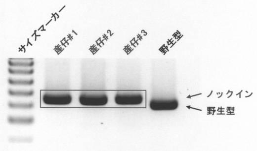 6958917-遺伝子ノックイン細胞の作製方法 図000005