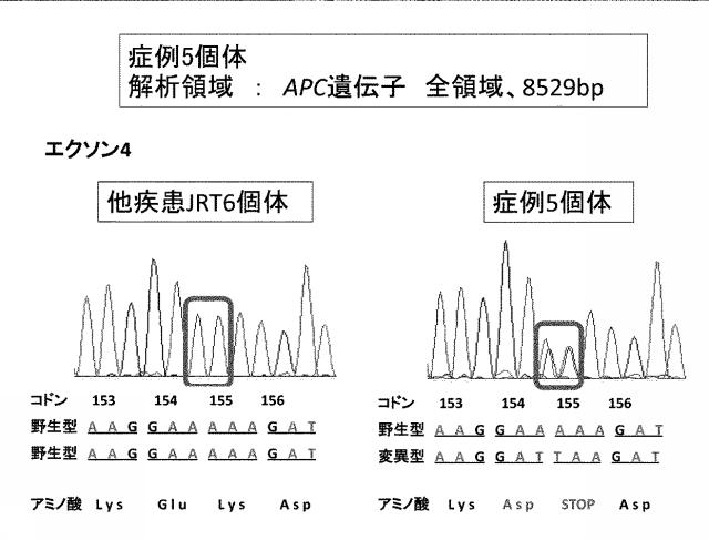 6963271-イヌの遺伝性消化管腫瘍症の遺伝子診断法 図000005