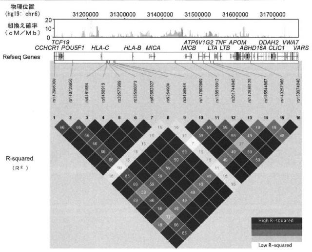 6979582-変異型蛋白質、及び該変異型蛋白質を発現し円形脱毛を発症する遺伝子改変マウス 図000005