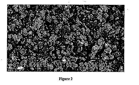 5650875-ＬＩＸＭ１−ＹＭ’Ｙ（ＸＯ４）Ｎを主成分とする物質の合成法 図000006