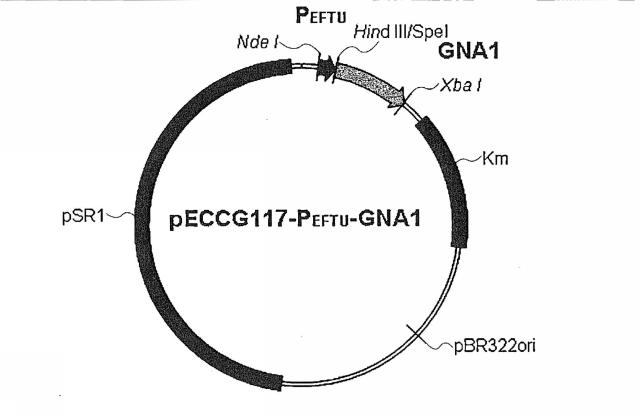 5677963-Ｎ−アセチルグルコサミン生産能を有するコリネバクテリウム属微生物とそれを用いたＮ−アセチルグルコサミンまたはグルコサミン生産方法 図000006