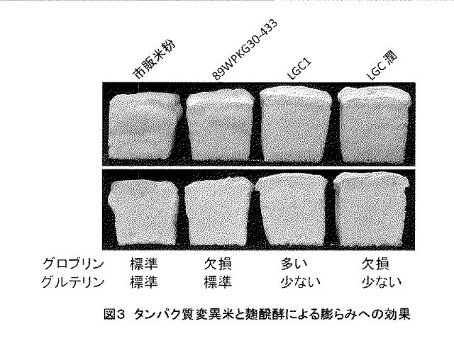5713255-麹等カビによる前発酵工程を含む米粉パンの製法 図000006