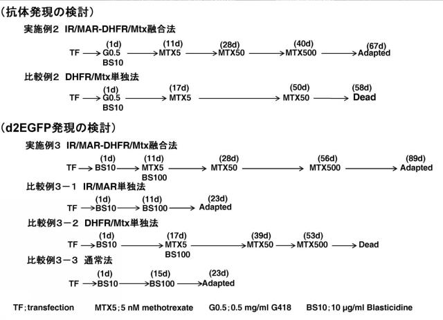 5811321-新規タンパク質発現方法 図000006