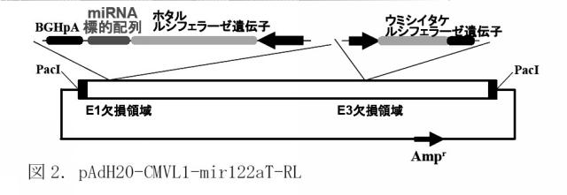 5812361-遺伝子発現制御機構を含む新規Ａｄベクター 図000006