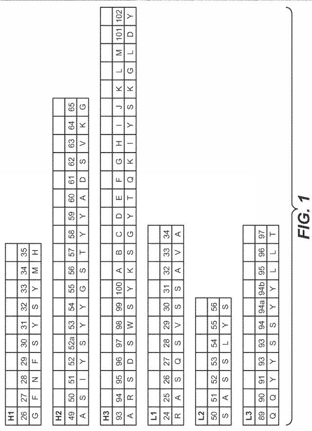 5814925-抗ヘプシン抗体及びその使用方法 図000006