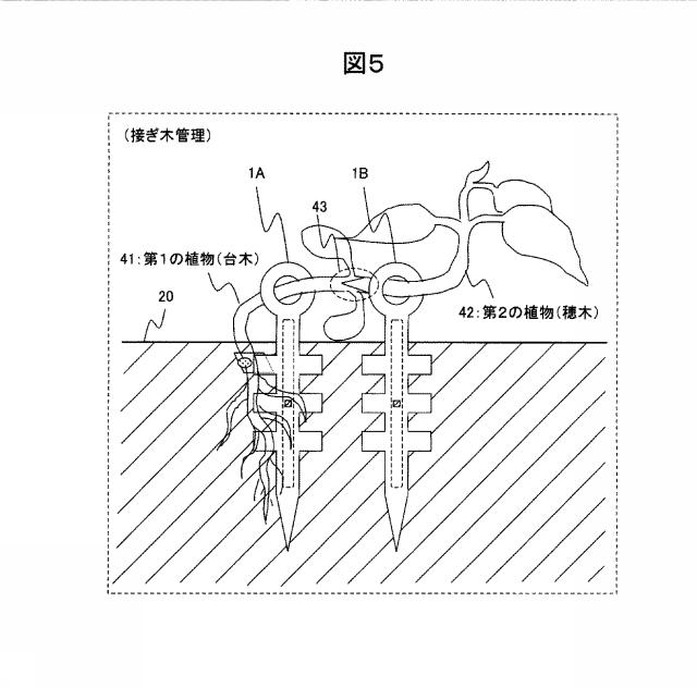 5833739-植物用ＩＣタグ、及び植物用ＩＣタグの製造方法 図000006