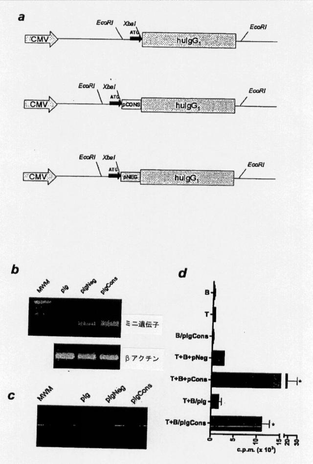 5854604-Ｉｇ−ｐＣｏｎｓｅｎｓｕｓ遺伝子ワクチン接種は、自己免疫疾患における抗体依存性の免疫病態から保護する 図000006