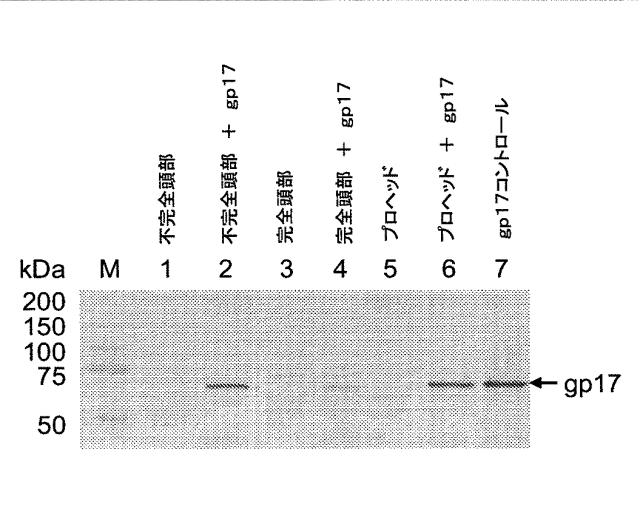 5863766-タンパク質および核酸送達媒体、その成分および機構 図000006