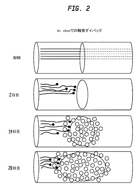 5933623-ニューロンの軸索退縮を予防するための幹細胞の使用 図000006