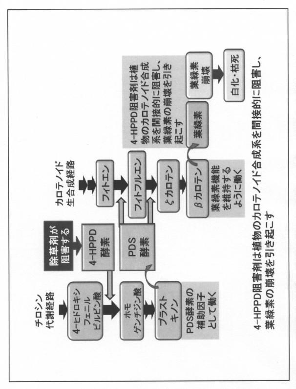 5977605-４−ＨＰＰＤ阻害剤に対する感受性を判定する方法 図000006