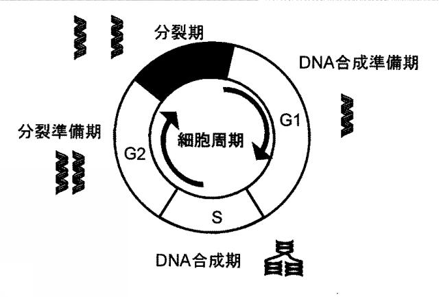 6153736-癌細胞増殖抑制剤並びに健康食品 図000006