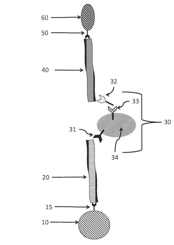 6190395-単一信号で複数被検体を検出する方法及び組成物 図000006