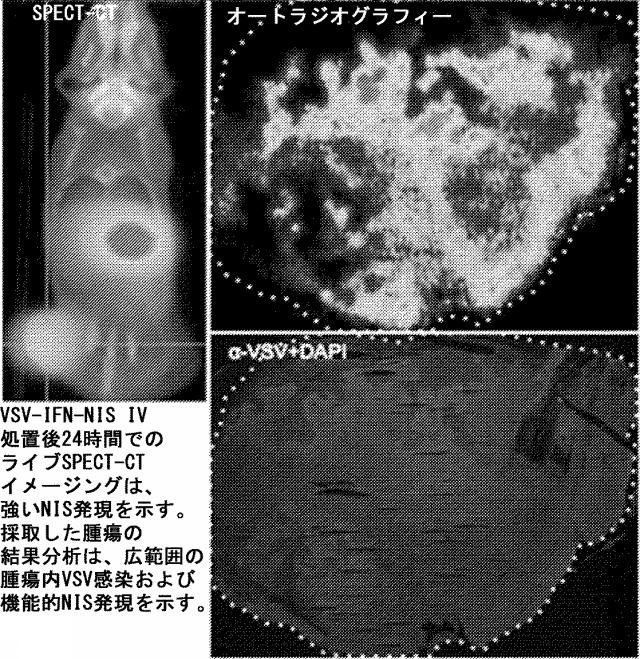 6205012-水疱性口内炎ウイルス 図000006