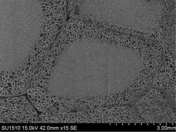 6253839-エステル系エラストマー発泡成形体、その用途及びエステル系エラストマー発泡粒子 図000006