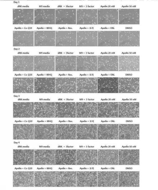 6267324-幹細胞の再生能向上のための培地組成物及びこれを利用した幹細胞の培養方法 図000006