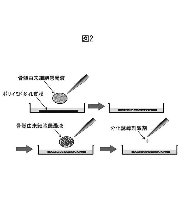 6358605-骨髄類似構造を利用した細胞培養法、及び骨損傷部位の治療のためのポリイミド多孔質膜 図000006