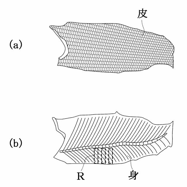6360928-魚肉の製造方法及び魚肉の塩分濃度測定方法 図000006