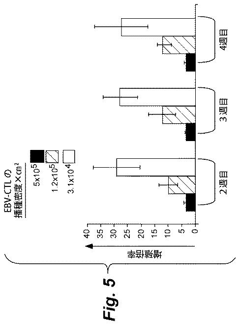 6386447-養子細胞療法のための改良された細胞培養法 図000006