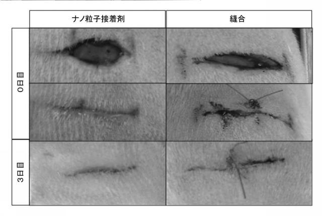 6437552-組織表面及び材料を接着する方法、並びにその生物医学的使用 図000006