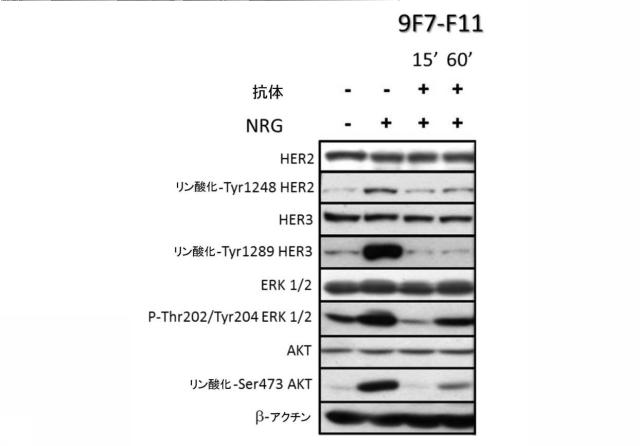 6449876-ニューレグリンに対して非競合的でアロステリックな抗ヒトＨＥＲ３抗体及びその使用 図000006