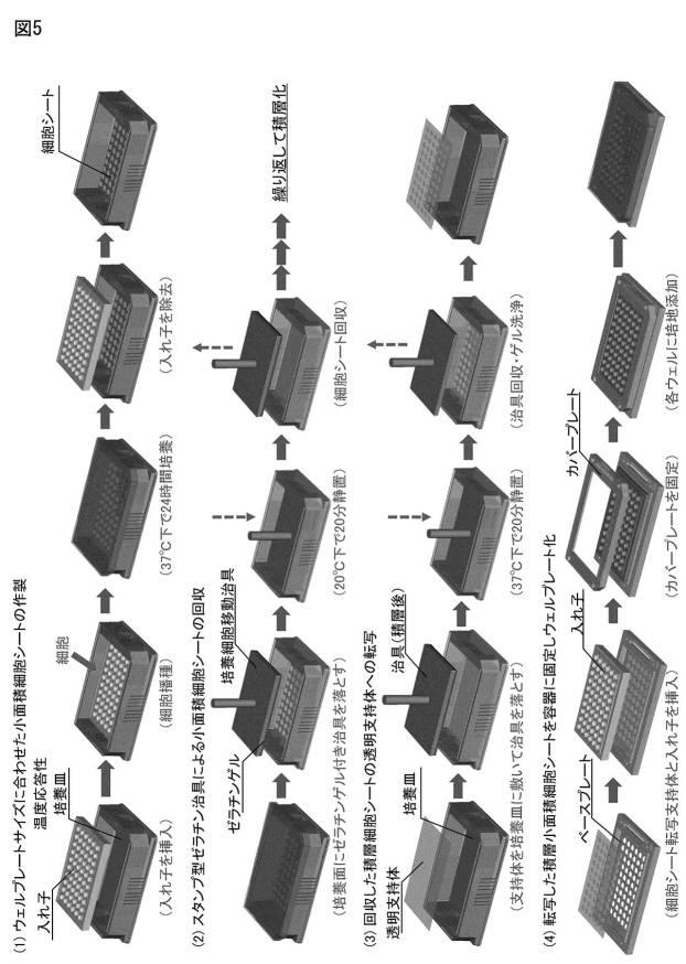 6468714-培養容器及びそれを利用した複数の積層細胞シートの作製方法 図000006