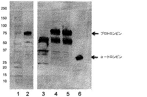 6530086-トロンビンの調製のための方法 図000006