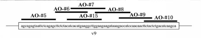 6536911-ＣＤ４４遺伝子のバリアントエクソンのスキッピングを誘導し、正常型ＣＤ４４ｍＲＮＡの発現を増加させる核酸医薬 図000006