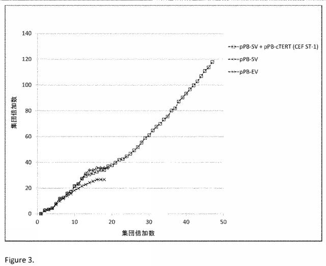 6546659-不死化ニワトリ胚線維芽細胞 図000006