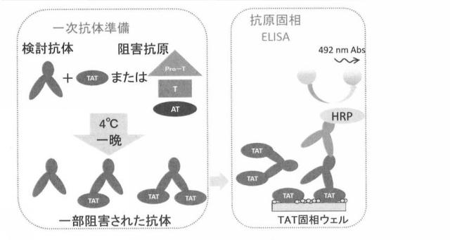 6594641-トロンビン・アンチトロンビン複合体の測定試薬及び測定方法 図000006