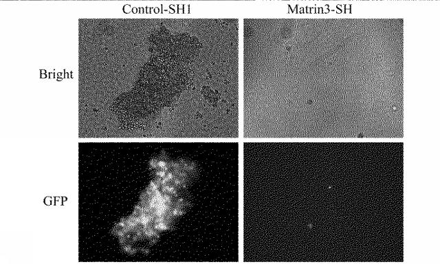 6609867-癌治療薬剤ならびに治療方法 図000006