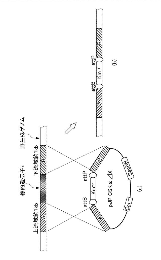 6611305-除去標的ＤＮＡの除去方法、ＤＮＡカセット、及び発現ベクター 図000006
