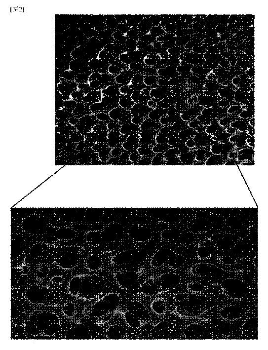 6621930-ヒトデ由来多孔性構造体を含む環境に優しい除雪剤組成物 図000006