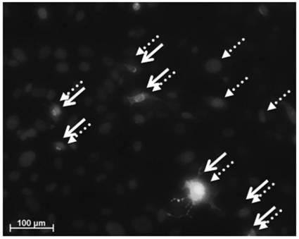 6822837-膵内分泌細胞及びその製造方法、並びに分化転換剤 図000006