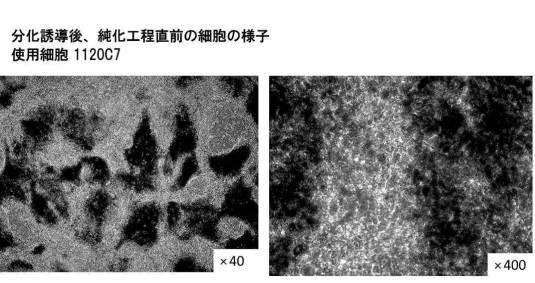 6850456-網膜色素上皮細胞の純化方法 図000006