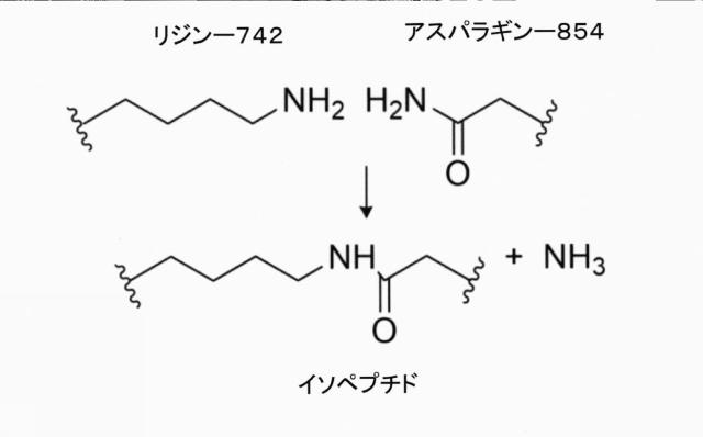 6883529-融合タンパク質を合成するための方法および製品 図000006