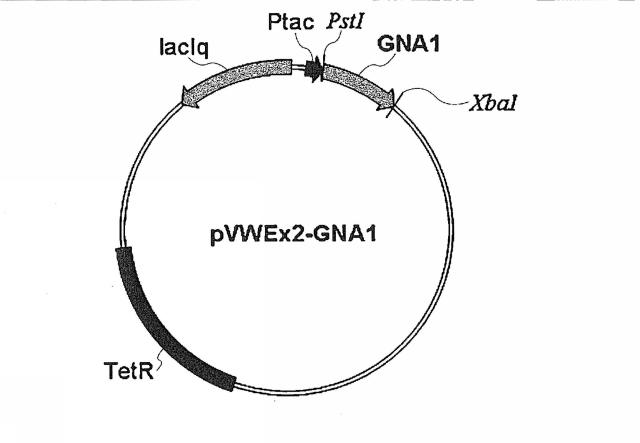 5677963-Ｎ−アセチルグルコサミン生産能を有するコリネバクテリウム属微生物とそれを用いたＮ−アセチルグルコサミンまたはグルコサミン生産方法 図000007