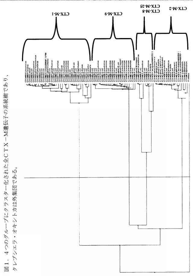 5766618-基質特異性拡張型β−ラクタマーゼの検出方法および同定方法 図000007