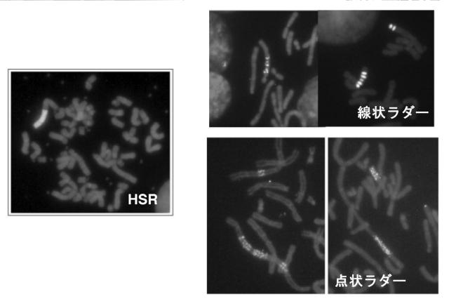 5811321-新規タンパク質発現方法 図000007