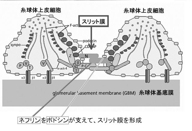 5830329-腎障害の新規マーカー 図000007