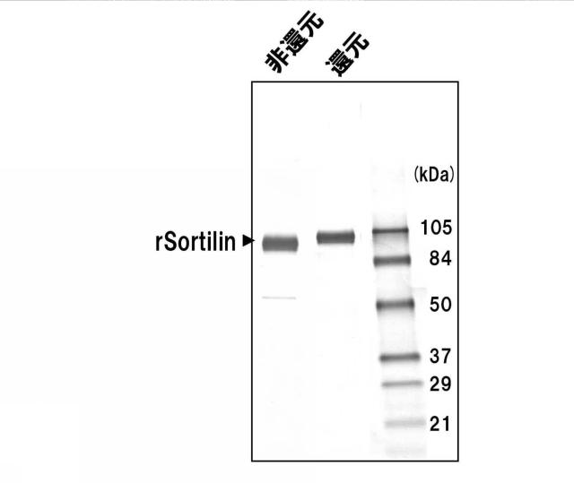 5852433-ソルチリンによる動脈硬化の判定方法 図000007