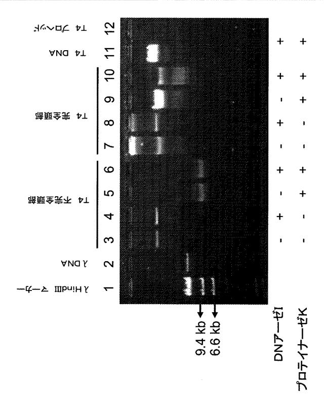 5863766-タンパク質および核酸送達媒体、その成分および機構 図000007