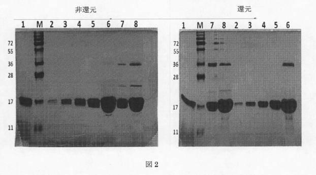 5948425-非アセチル化タンパク質からのアセチル化タンパク質の分離 図000007