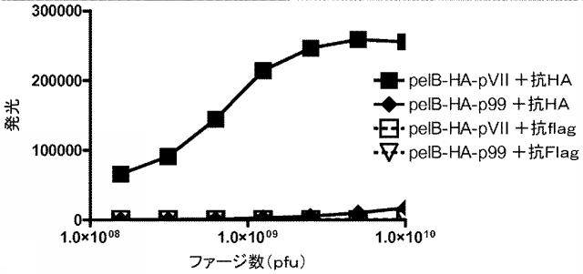 5955773-改善された細菌膜タンパク質分泌 図000007